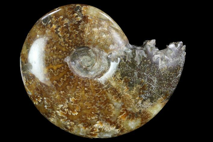 Polished, Agatized Ammonite #97343